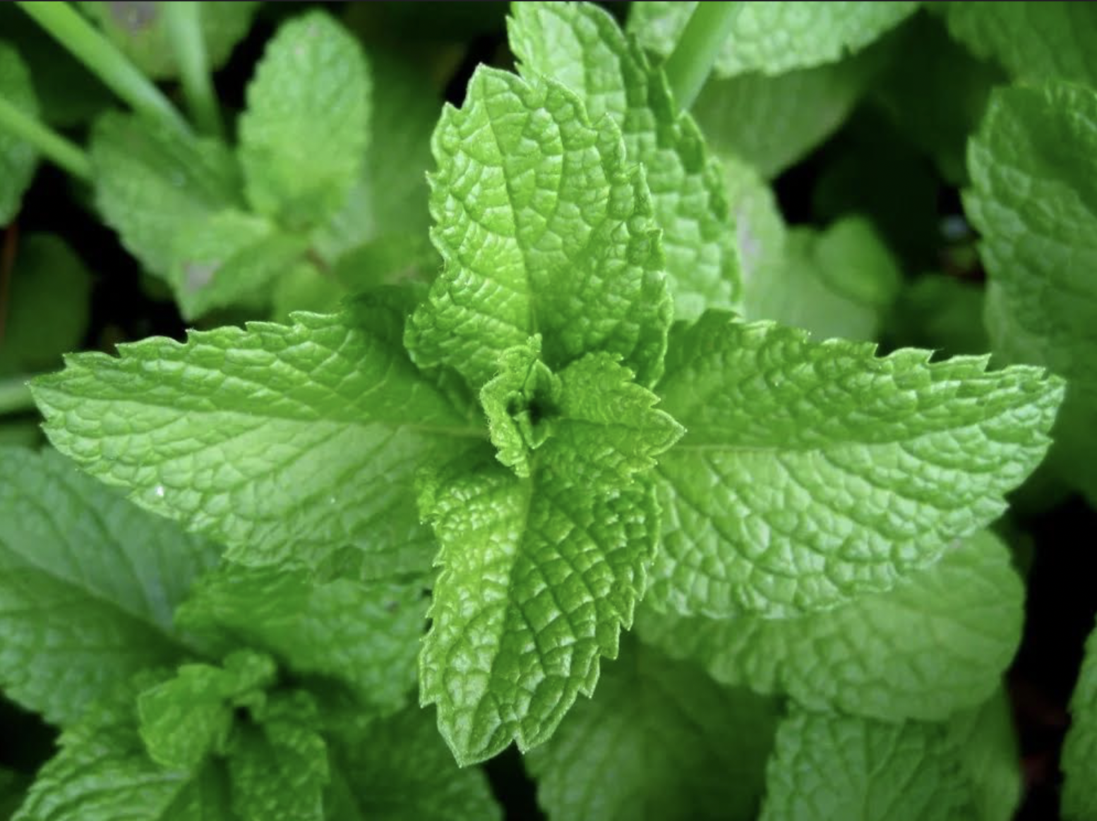 In her book and Herbs & Proverbs by the late Arona Petersen, our own native West Indies Weed Woman, noted, “Mint, peppermint, Spanish mint, all make a very refreshing drink. It is also a mild laxative-very soothing to the stomach and dispels gas. A few mint leaves steeped in boiling water relieves baby’s colic….” (Photo courtesy Olasee Davis)