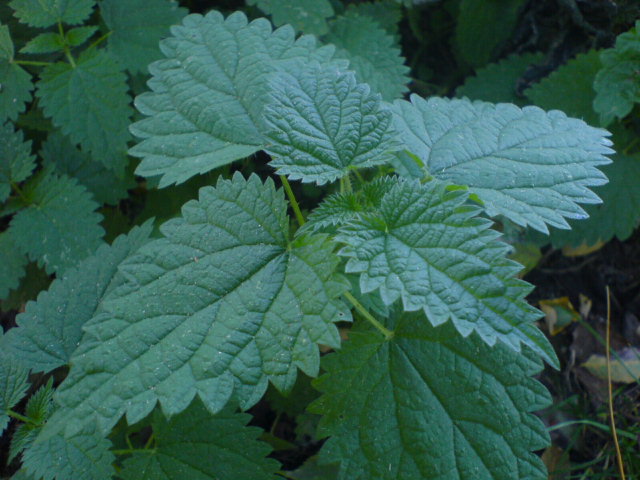 Traditionally in the Virgin Islands, Stinging nettle was used for whipping pains out of rheumatic joints, as many of our folks have testified according to the late West Indies Weed Woman Arona Petersen. Nettle is used also for the relief of anemia, arthritis, and dropsy. (Photo from Wikipedia)