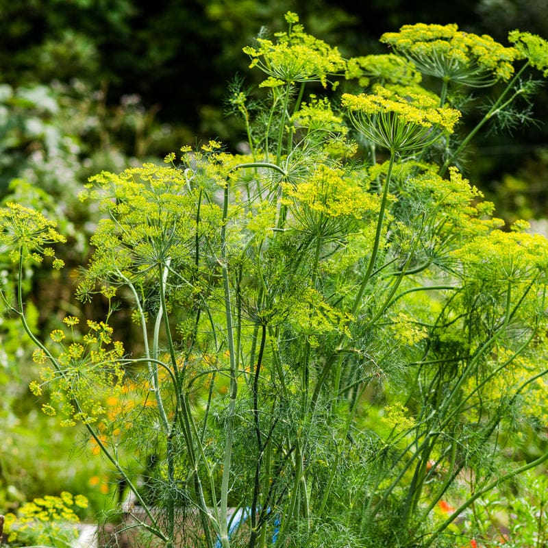 According to the late Arona Petersen a West Indies Weed Woman of the Virgin Islands, Dill ( Anethum graveolens)” relieves gas pains, helps digestion, and is a stimulant for the brain”. She also mentioned the oil of Dill has carminative stimulant and aromatic qualities and used in various medicinal preparations and in foods as well. (Photo by Olasee Davis)