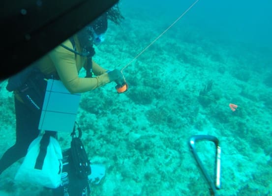 Divers Completing Conch Count