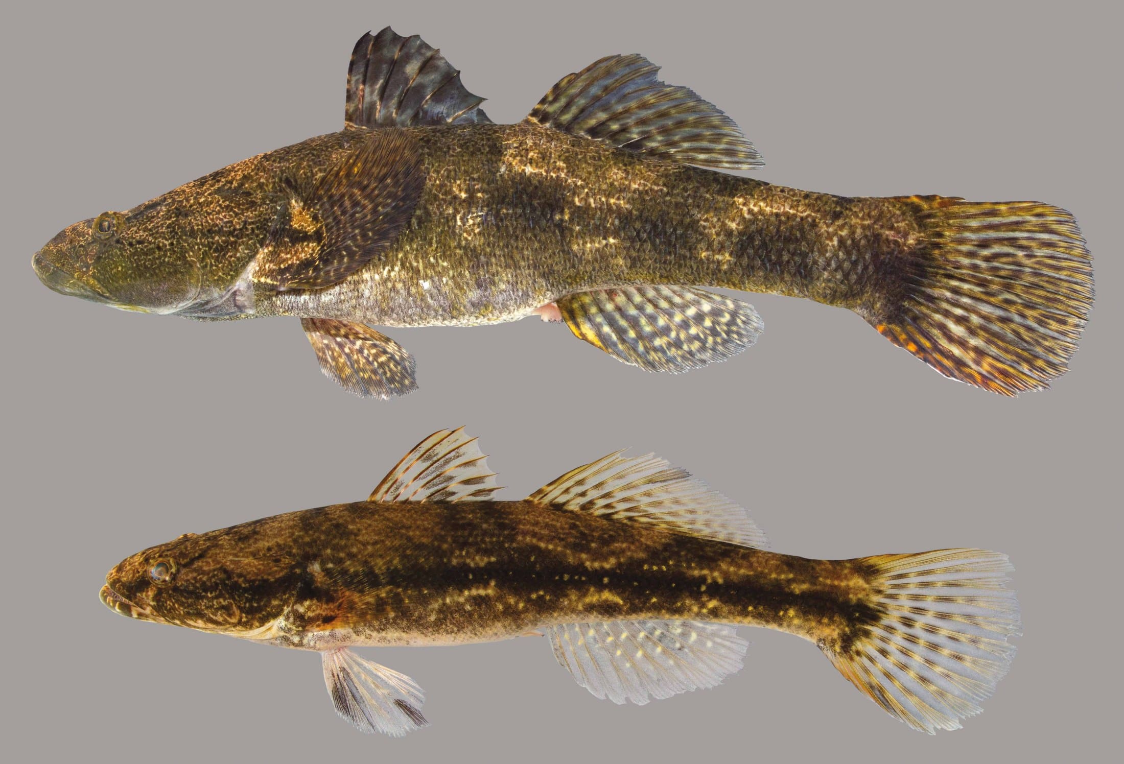 Big-mouth sleeper, (Gobiomorus dormitory) once common in the streams and small rivers of the Virgin Islands. (Photo courtesy Olasee Davis)