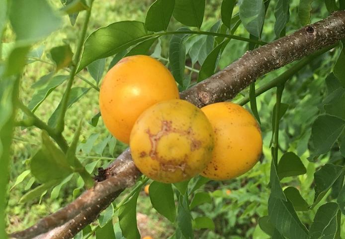This is the September plum fruits attached to the stem of the tree. The September plum, which produces fruits in September, looks like the hog plum fruits, but calling the same fruit September plum is in incorrect as they are two different fruits and trees. (Photo by Olasee Davis)