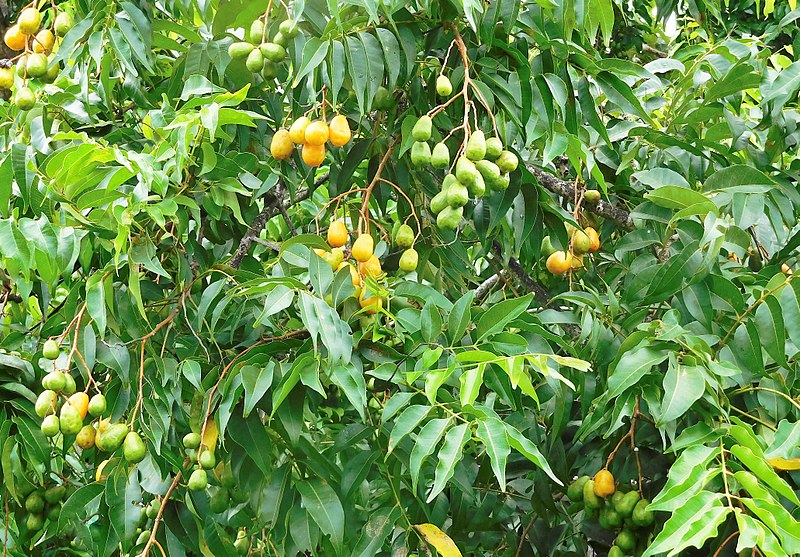 September plum fruits are attached to the stem of the branches of the tree while the hog plum fruit hang down like clusters of grapes off the branches of the tree. (Photo by Olasee Davis)