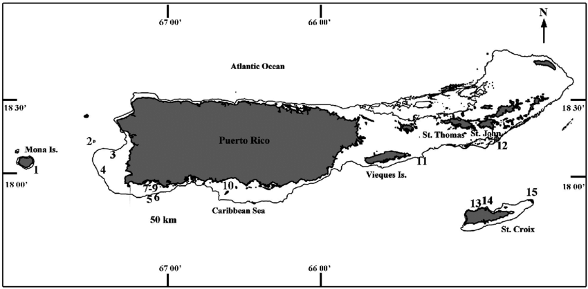 Geologically speaking, all the northern Virgin Islands including the British Virgin Islands are on the same “bank or “shelf” as Puerto Rico. (Image courtesy Olasee Davis)