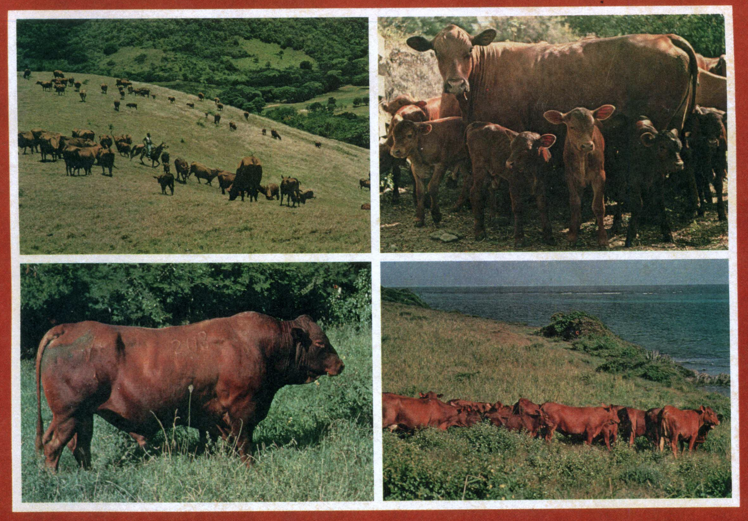 These are the native Senepol cattle of the Virgin Islands known worldwide for their special breed of heat tolerance, insect and disease resistance, and their ability to thrive on poor pasture land. These beautiful animals are no longer dominate on the landscape of St. Croix. (Photo courtesy Wikipedia)