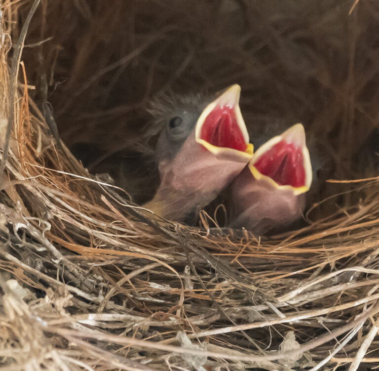 Have You Found Birds Nesting­ on Your Deck?