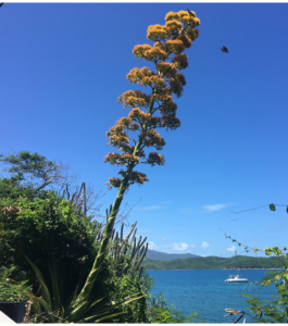 The century plant stands out like a tall “skyscraper” on the landscape of the Virgin Islands with a giant flower stalk that can grow 4 to 6 inches a day and more than 20 feet tall. (Photo by Olasee Davis)