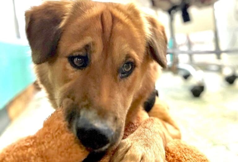 Open Forum: Ag Commissioner Pledges Financial Support for Animal Rescues  