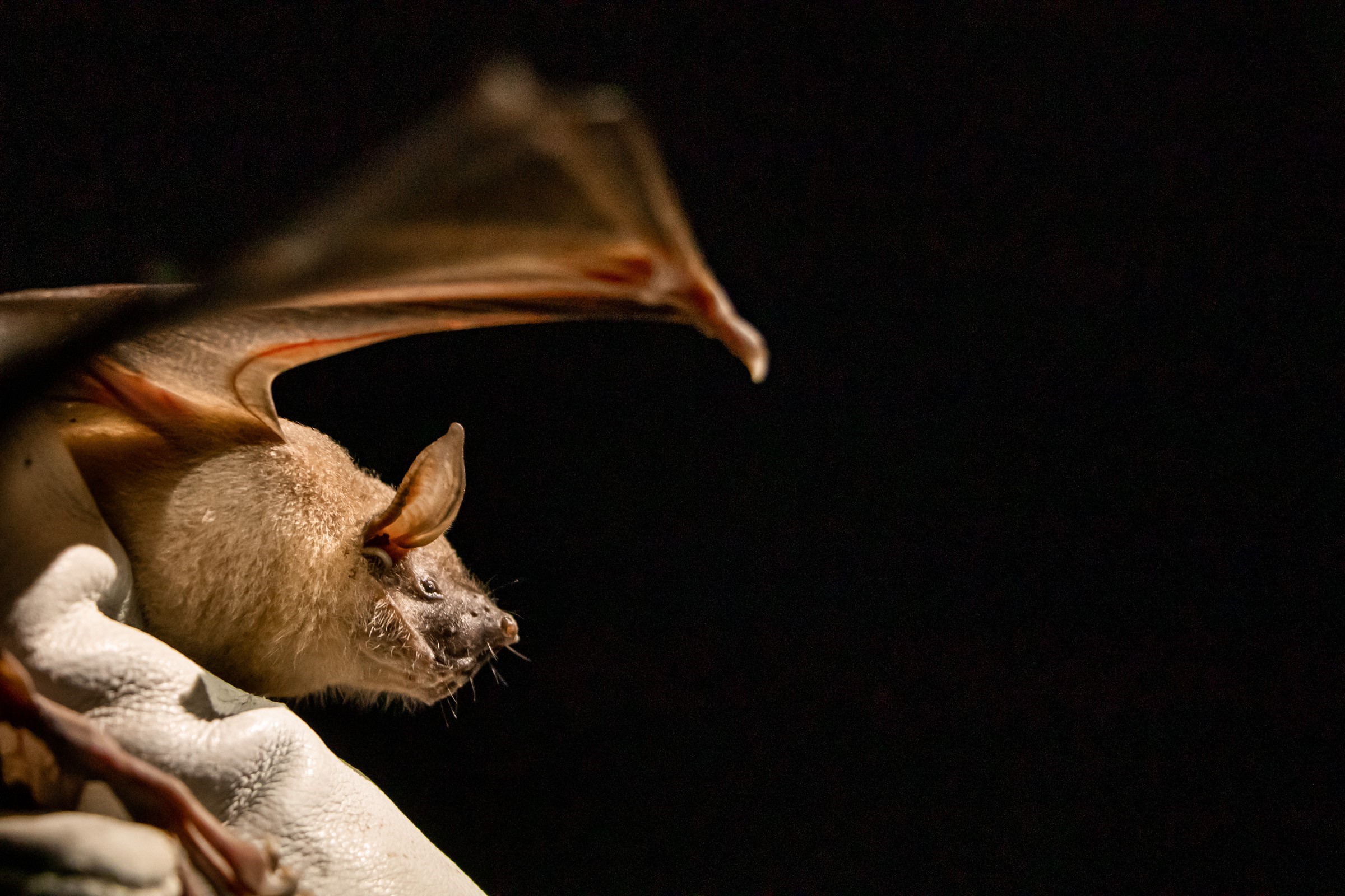 Fishing bat. (Photo by William Stelzer)