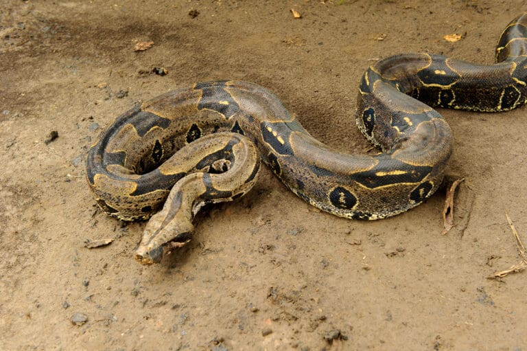 Slither Me Timbers! Hunt On For Giant St. Thomas Snake