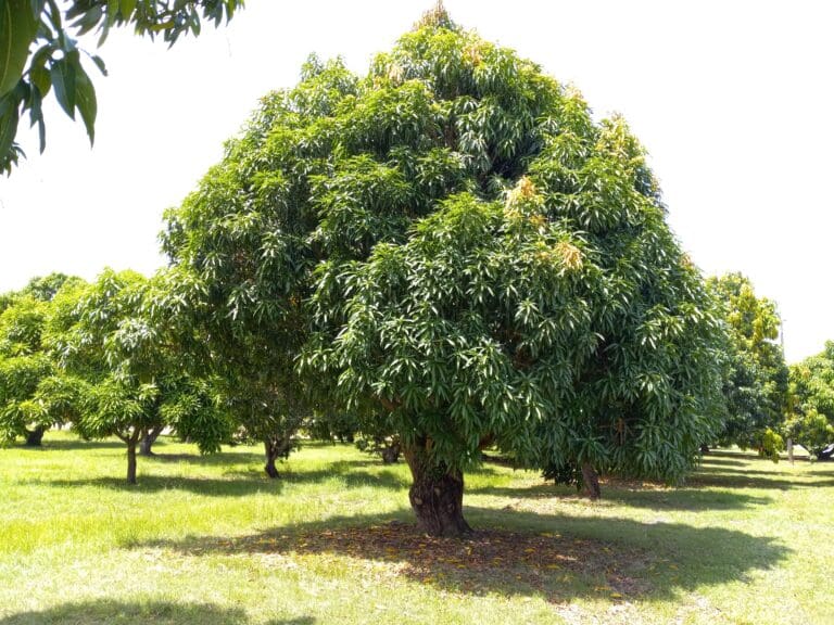 VIDA Observes V.I. Arbor Day with Week-Long Celebration