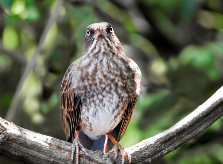 Native Species Complain About Beach Intruders