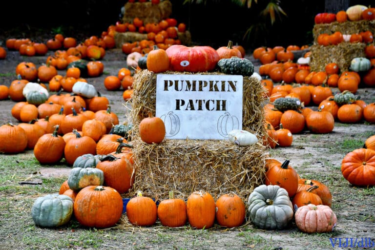 Get Ready for a Squashing Good Time at Third Annual ‘Harvest Festival & Pumpkin Patch’