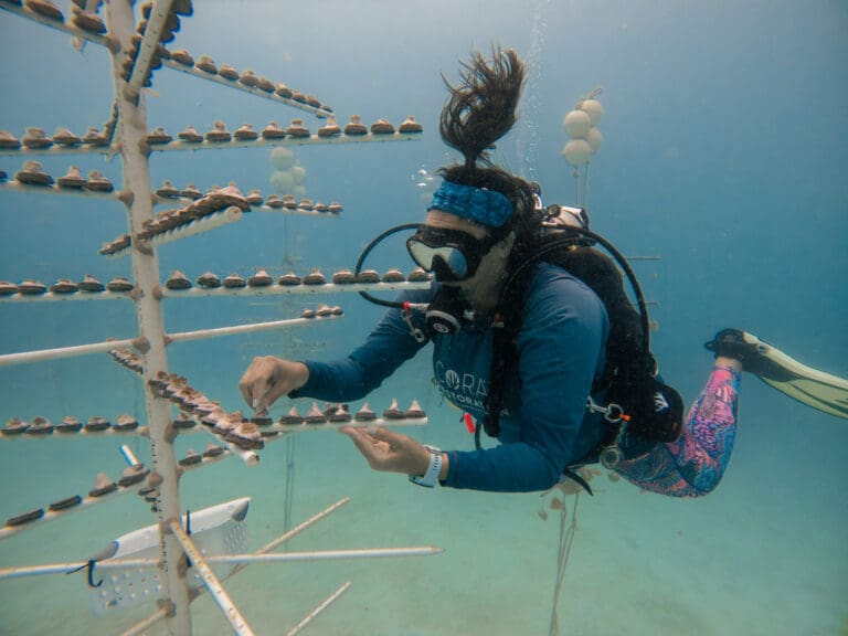 US Interior Department Invests in Coral Restoration Around the Virgin Islands