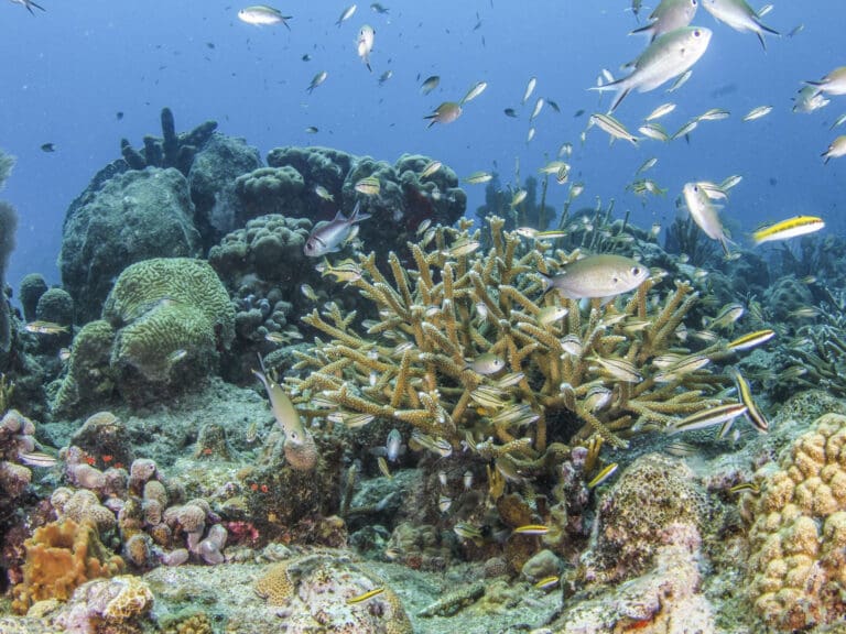 Department of Interior Gives Grant to The Nature Conservancy to Continue Coral Restoration Efforts