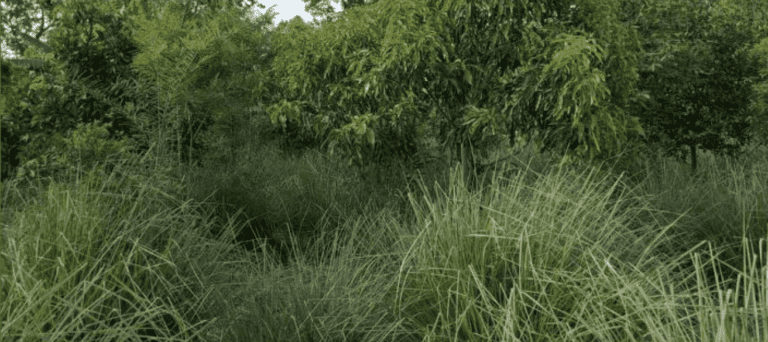 Island Green Living Presents Vetiver Grass Expert Nov. 23