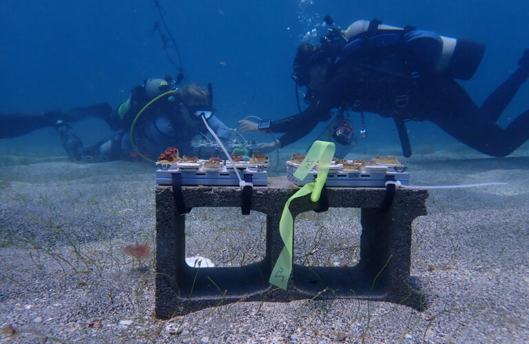 Scientists from WHOI Partner with UVI To Create a Resilient Artificial Reef