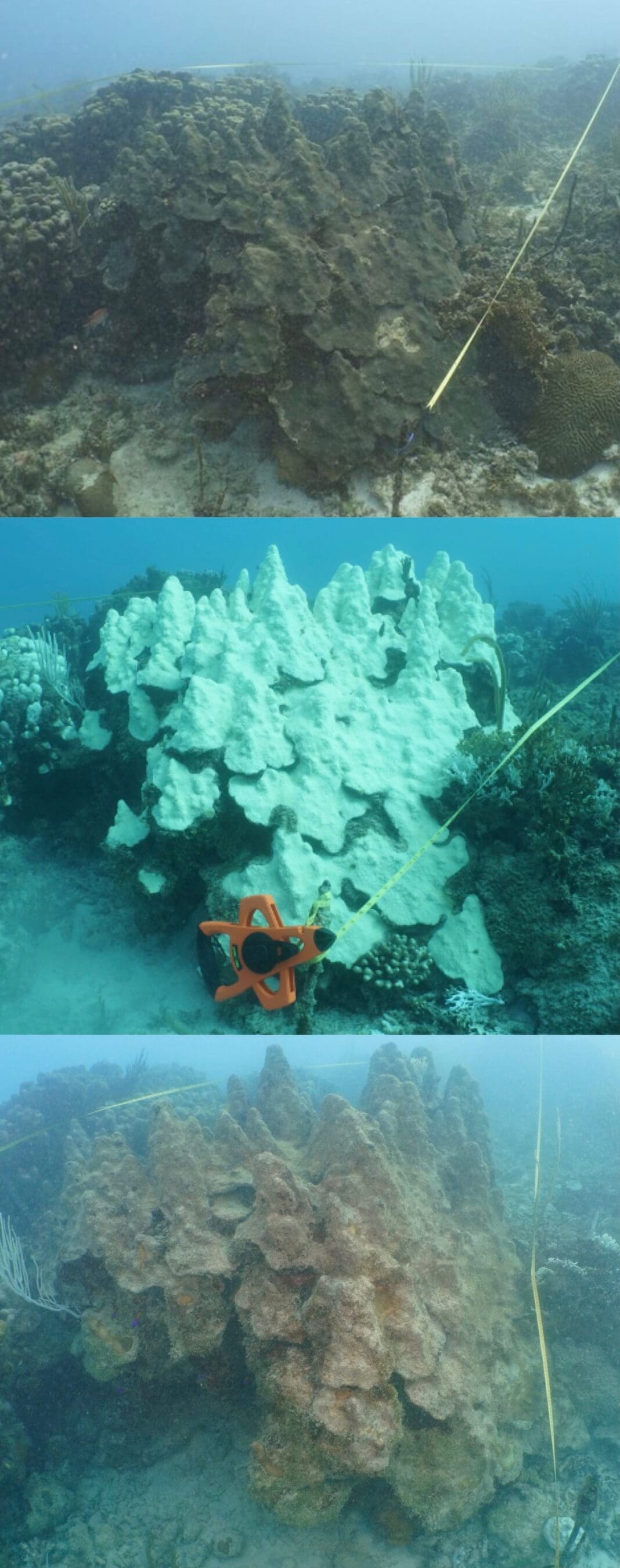 2024 Brutalized Coral, 2025 May Be Worse St. Croix Source