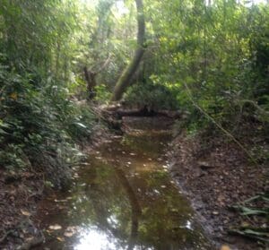 Separating Estate Adventure from Estate Golden Grove is a dry streambed which was once a small river. (Photo by Olasee Davis)