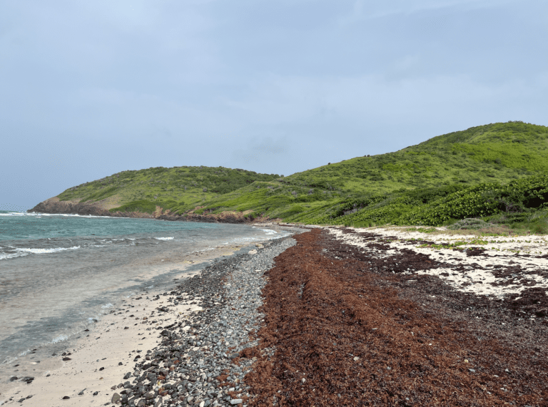 Caribbean Sargassum Reaches Historic Abundance in May; More Seaweed Expected in June