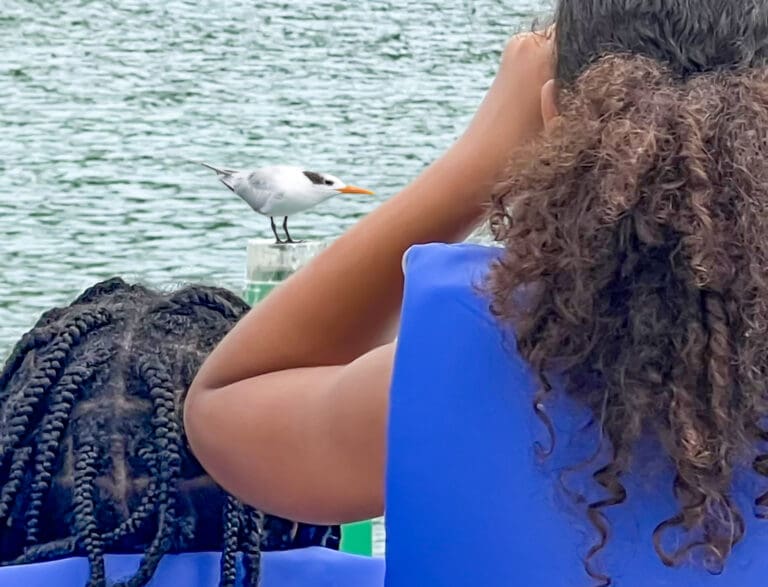 St. John Students Viewed Seabirds on a Boat Trip to Offshore Cays