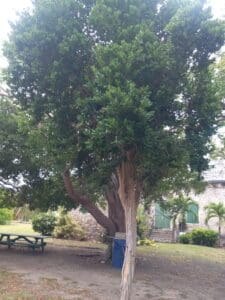 During the Danish West Indies era, Bay Rum or Cinnamon Bush (Pimental racemosa) trees were once common on plantation grounds. Whim Museum's is one of few historic sites in the Virgin Islands where Bay Rum trees can still be found. (Photo by Olasee Davis)