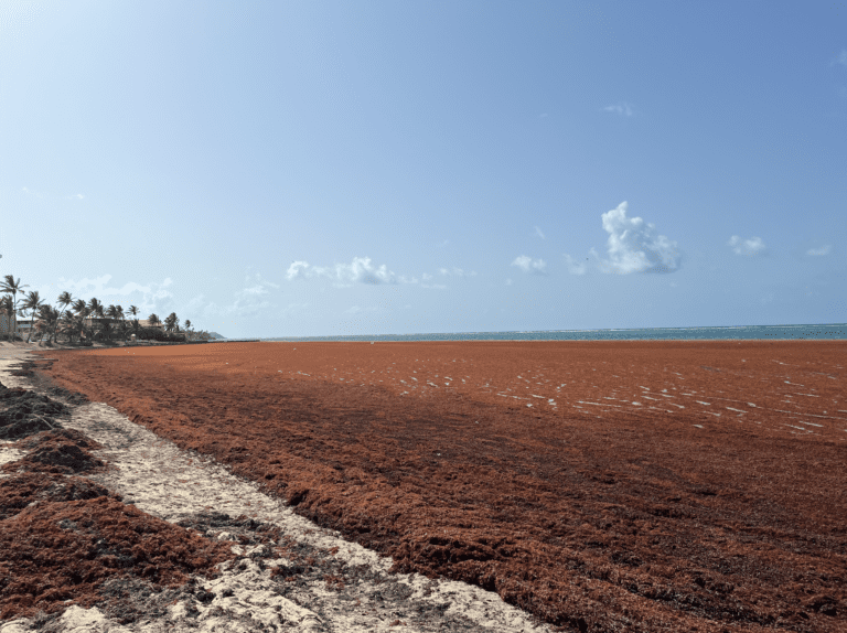 Sargassum Solutions: USVI Uses Barriers To Divert Seaweed as Inundations Persist
