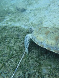 This was the first photo sent to STAR of the green sea turtle with a fishing spear in its neck. (Photo by Glen Deal)