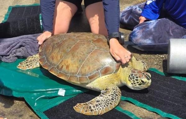 The STAR team assesses the turtle’s condition after carefully removing the spear. This was done to determine the extent of its injuries and get the turtle ready for release. (Photo courtesy STAR)