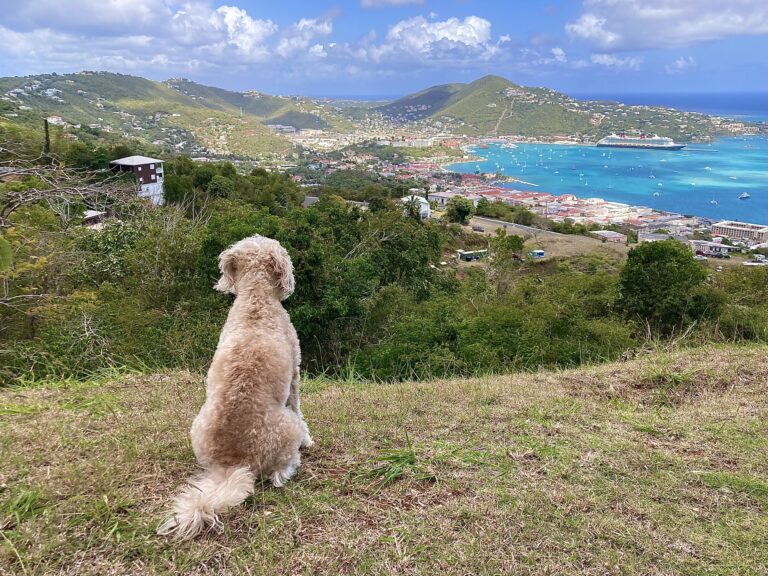 Pets in America’s Paradise Calendar Wants Your (Pet’s) Photo