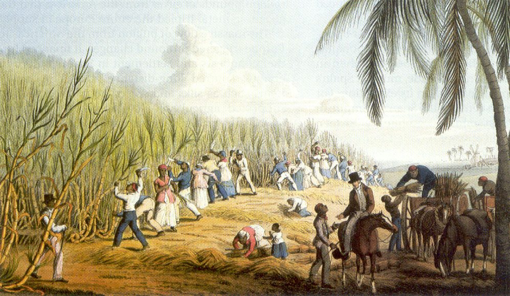 Nevertheless, at the close of the 1800s, the island of St. Croix reached its peak of sugar production with more than 30,000 acres under sugar cultivation. Drawing made by Clark William middle 1800s.
