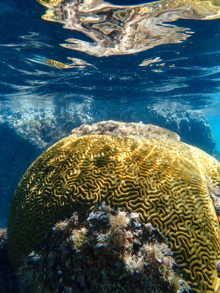 UVI Students Launch Community Coral Restoration Workshop