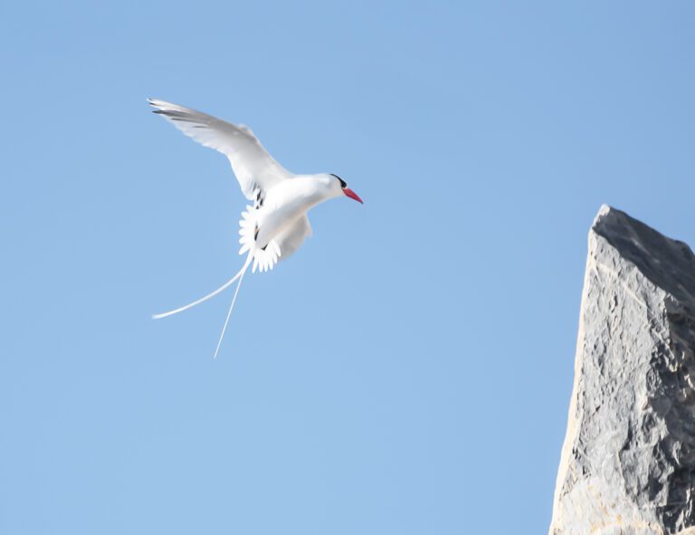 Seabirds Nest on Offshore Islands to Avoid Predators 