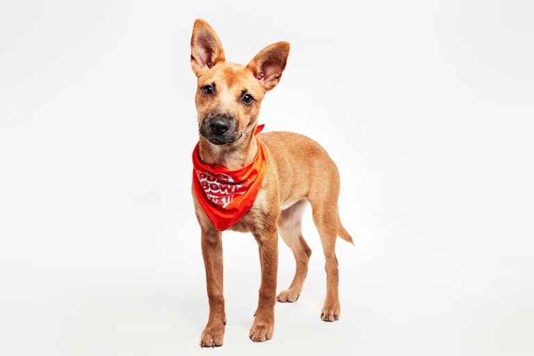 BVI Dog Star Shines in Puppy Bowl