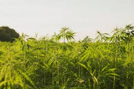 Hemp Product Surrender on Hold Amid Retailer’s Lawsuit