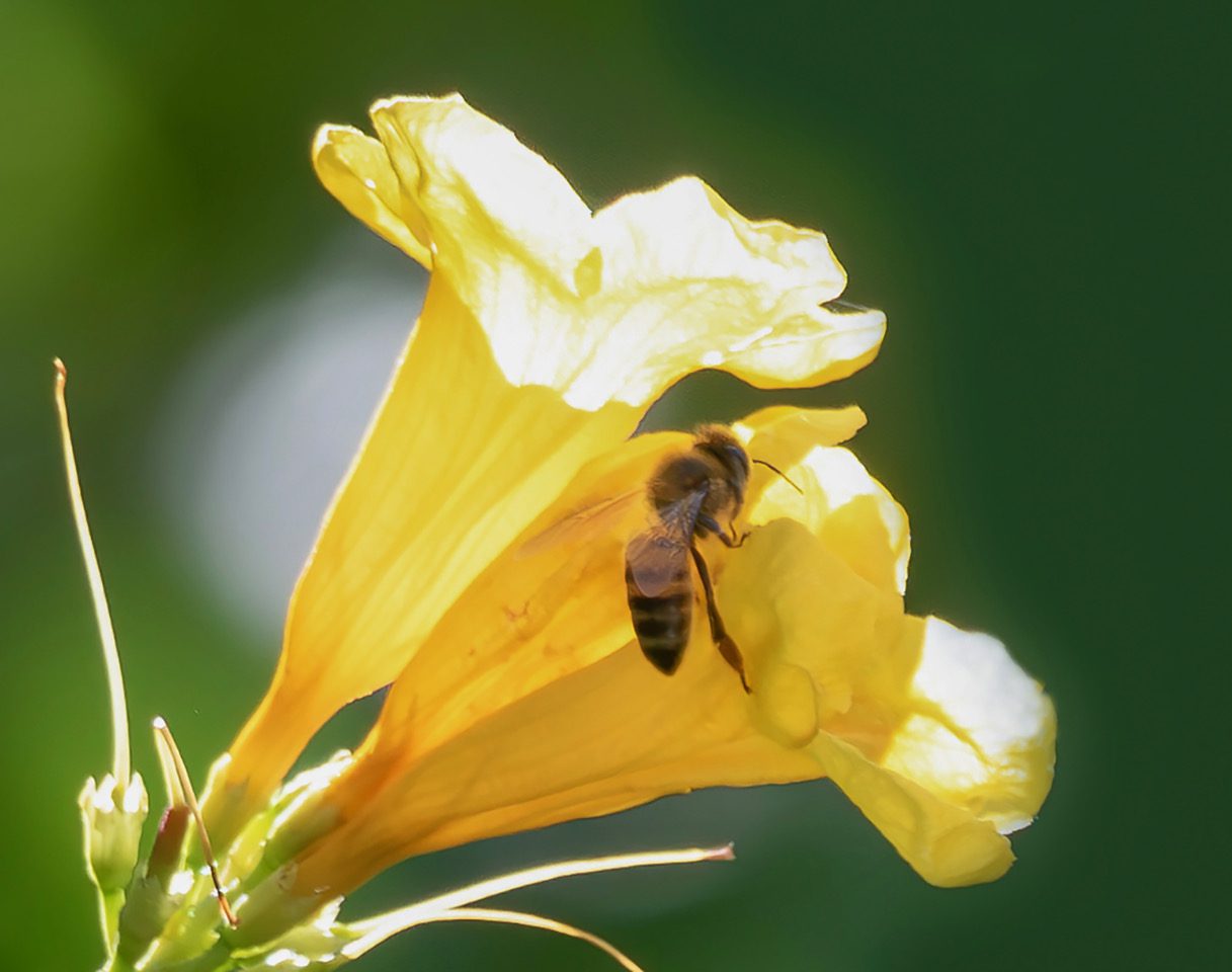 Though honeybees are generally good pollinators, they sometimes take nectar from holes in the flowers. (Photo Gail Karlsson)