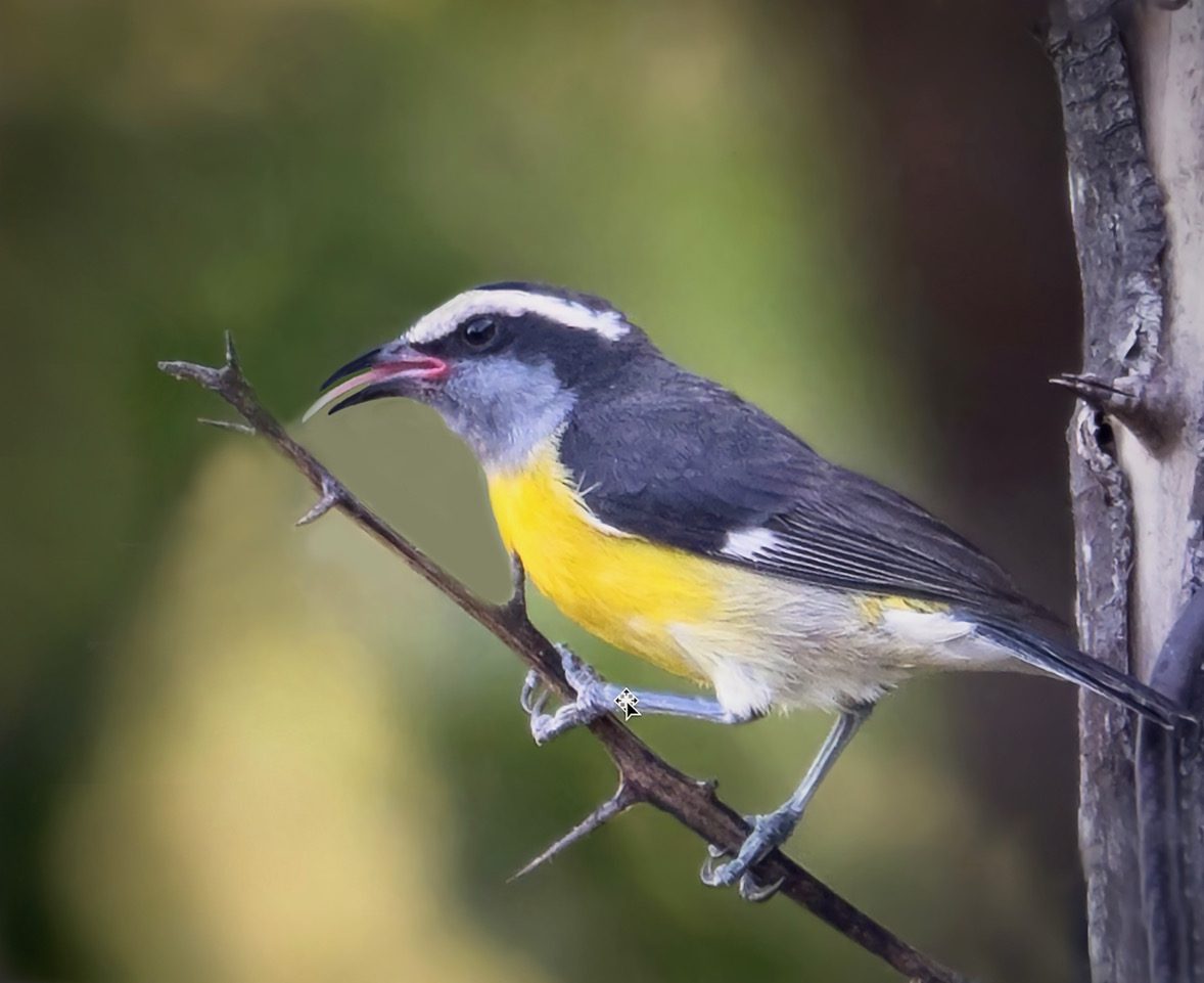 Like hummingbirds, Bananaquits have tongues designed to drink nectar. (Photo Gail Karlsson)