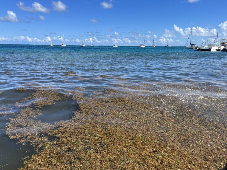 Sargassum Amounts Rise Again, and 2026 Could Be a Record Year