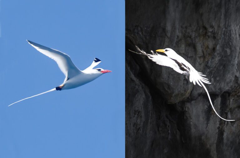 Tropicbirds, Terns and Other Seabirds Greeted Students on a V.I. Audubon Boat Trip