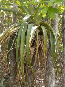 This is what is known as an air-plant(Tillandsia utriculata) found growing in the Maroon Sanctuary Park. Most trees within the park don't have flower plants growing as epiphytes(air-plant) on their branches. In the virgin forest (northwest) of Maroon Park's rugged ridge, there are more flower plants on trees, which indicates that one time there were more epiphytes on tree branches hanging from the forest canopies. (Photo by Olasee Davis)