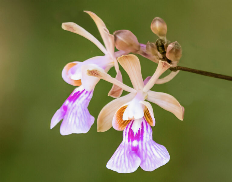 Native Flowers Cheat Pollinators Out of Rewards